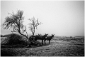pays de Retz-41